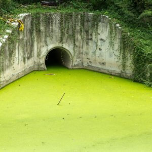 Green water