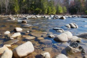 Close up of rocks and trees in a river bed