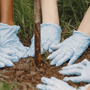 Group,Of,Volunteer,Hands,Plan,A,Tree